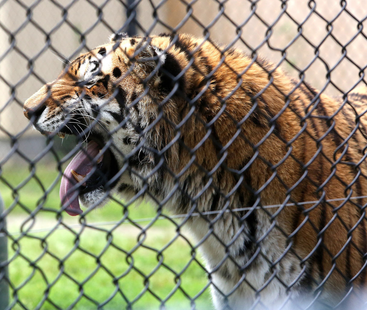CAPE ZOO